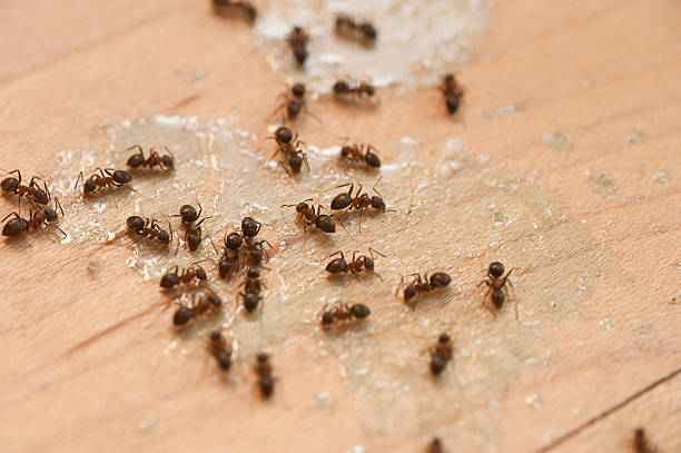 Best Wildlife Control Services  in Wyandotte, MI